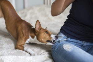 dog bite
