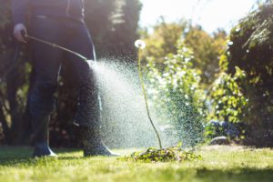 Spraying weeds i