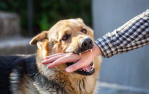 Dog Bite Law in Lawton