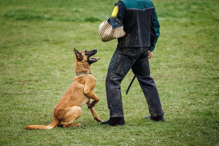 Dog Bite Cases
