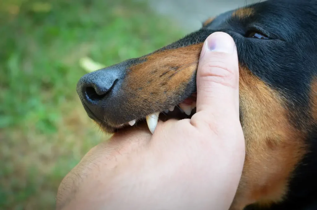 Close-up of a hand interacting with a dog's mouth, showing the dog's sharp teeth, illustrating the risk of dog bite injuries.